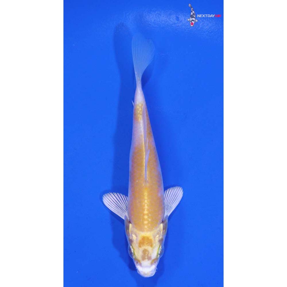 2.5” Imported Lemon Hariwake