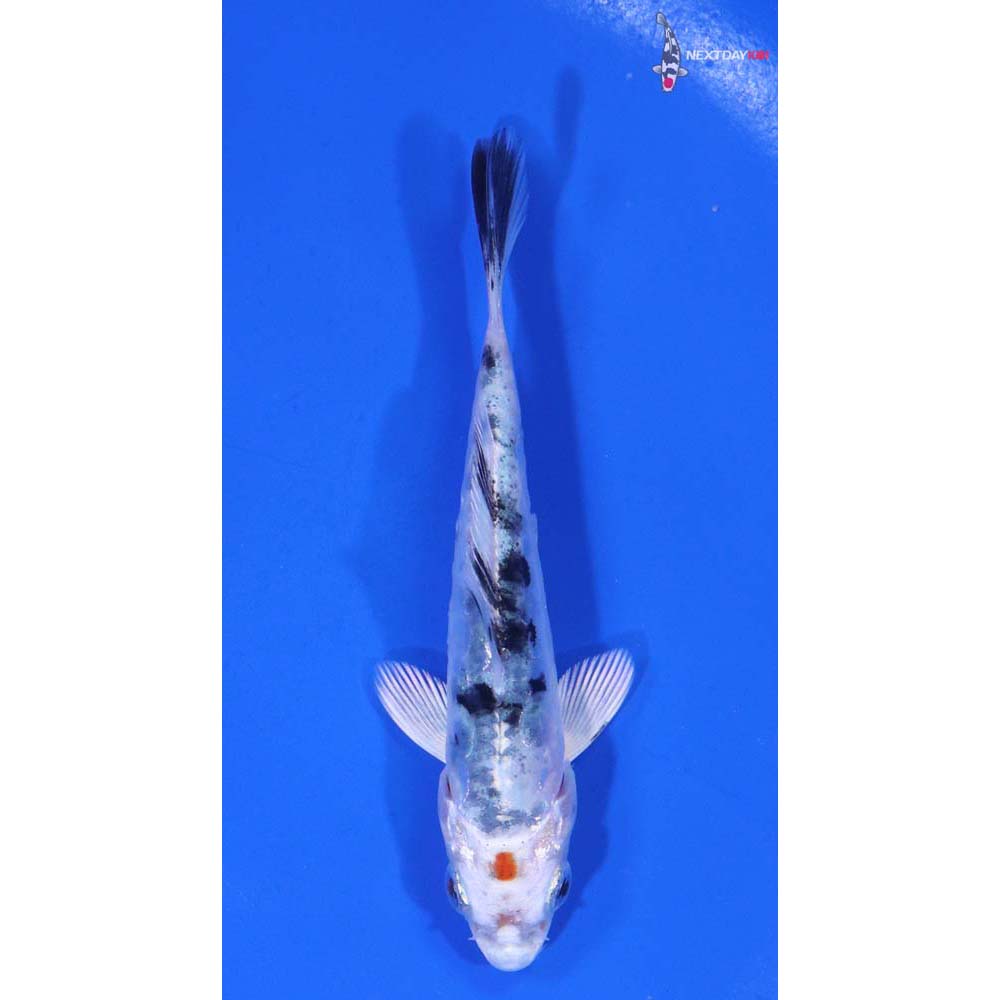 3.5” Imported Heisei Nishiki