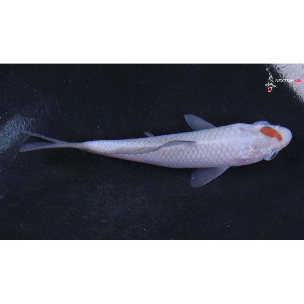 4” Imported Ochiba Shigure