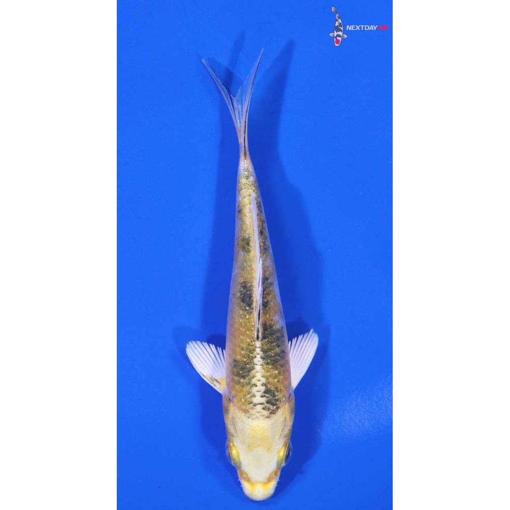 4” Imported Yamato Nishiki