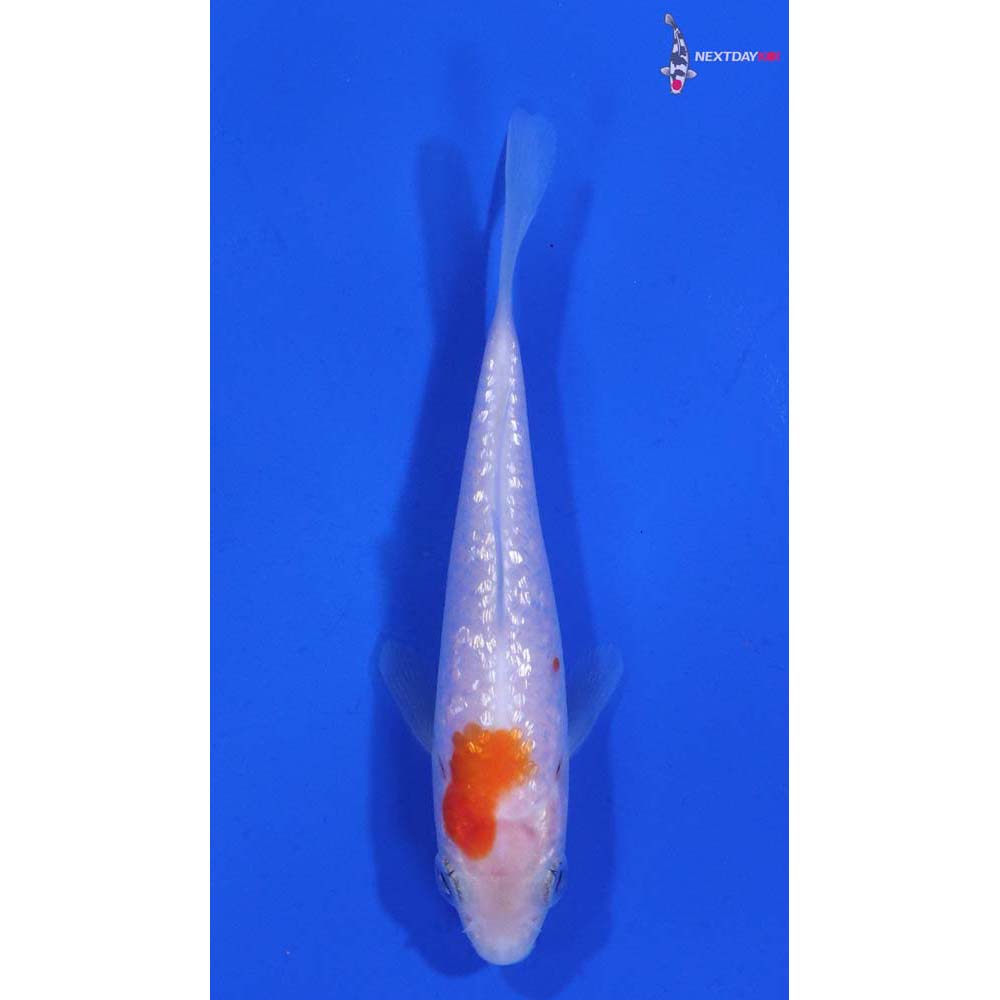 3.5” Imported Gin Rin Kohaku