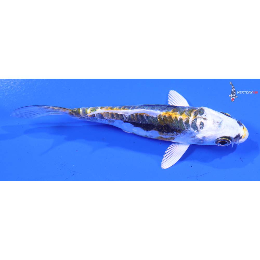 3.5” Imported Kin Kikokuryu