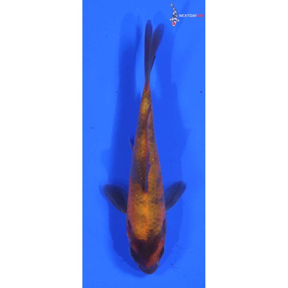 3.5” Imported Hi Utsuri