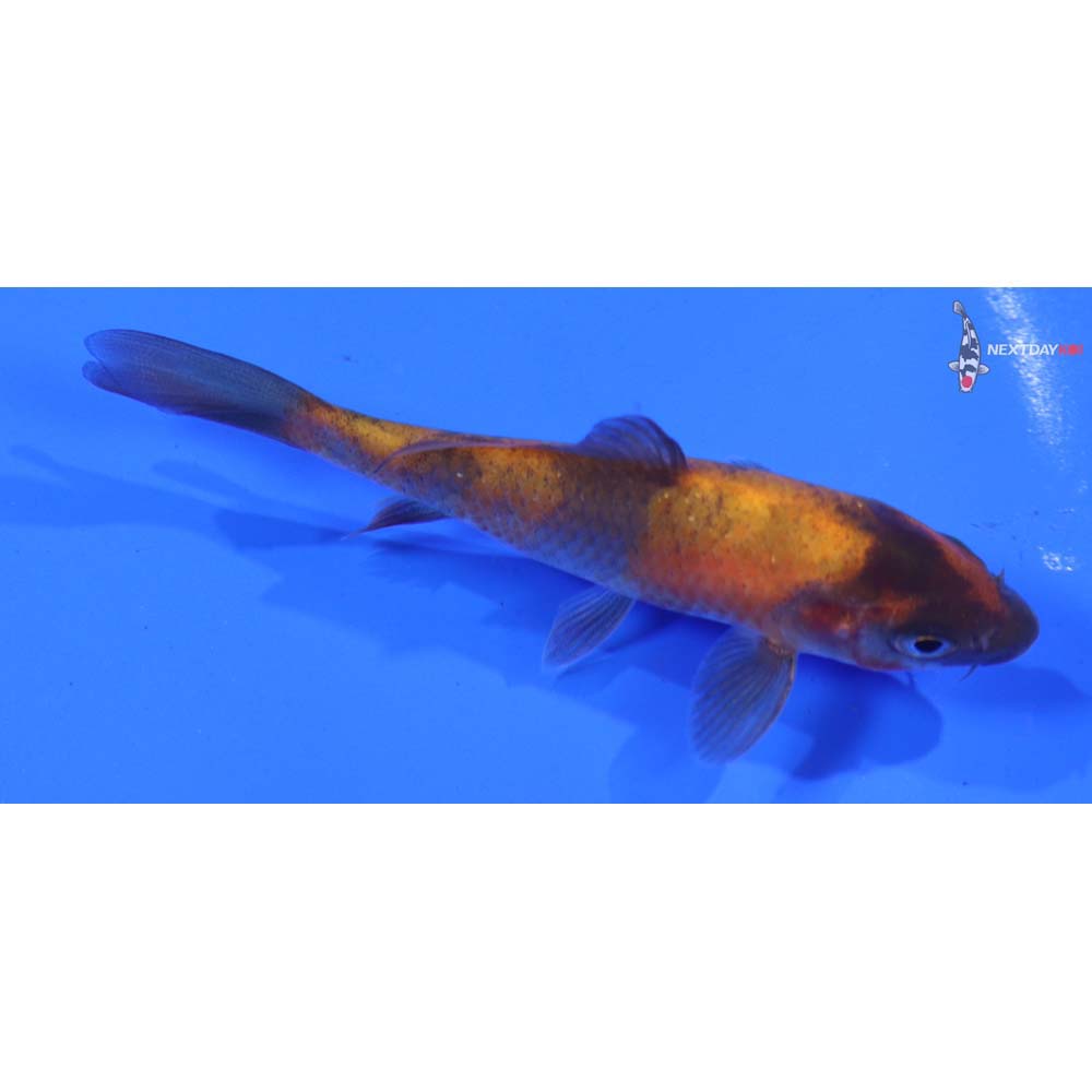 3.5” Imported Hi Utsuri