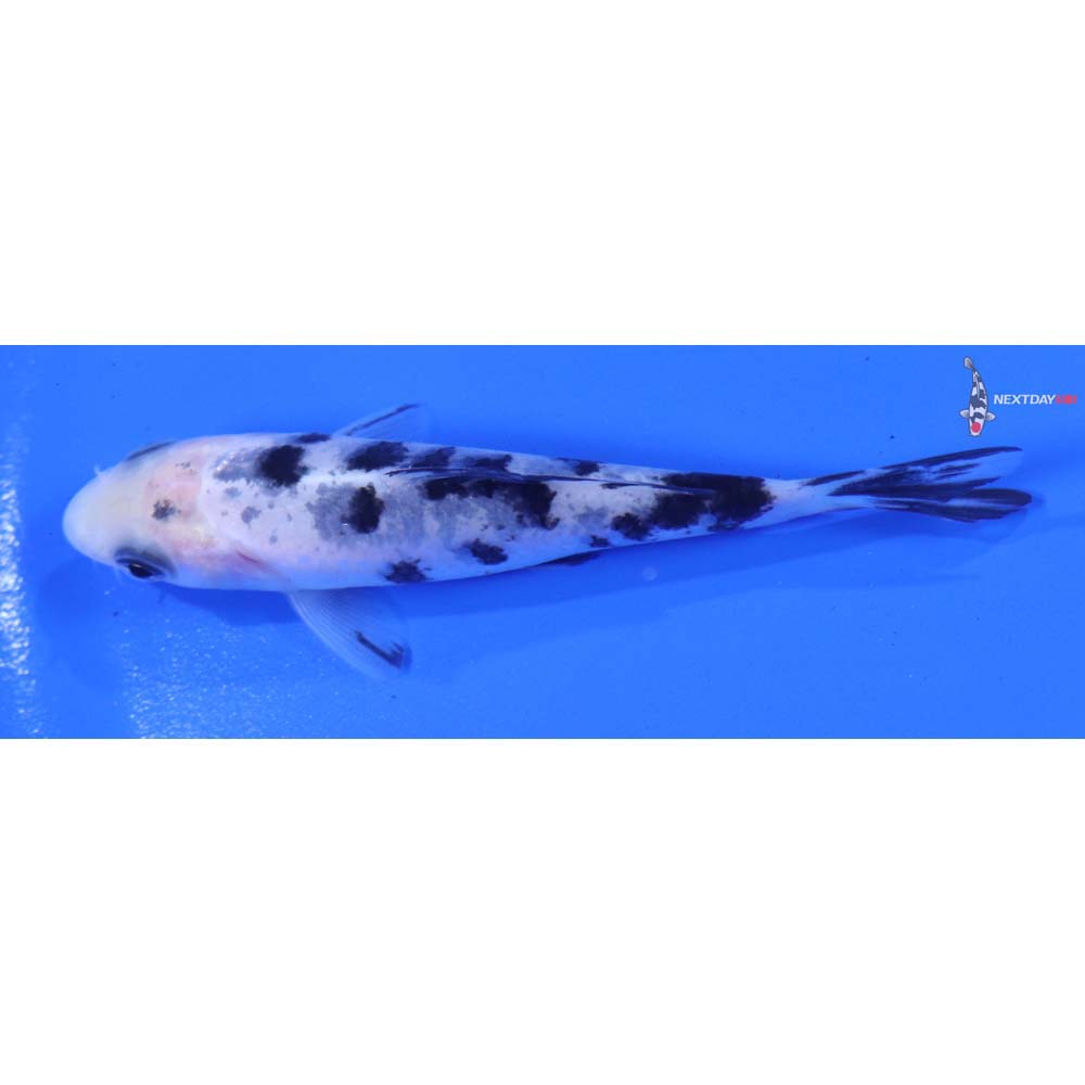 3.5” Imported Shiro Bekko