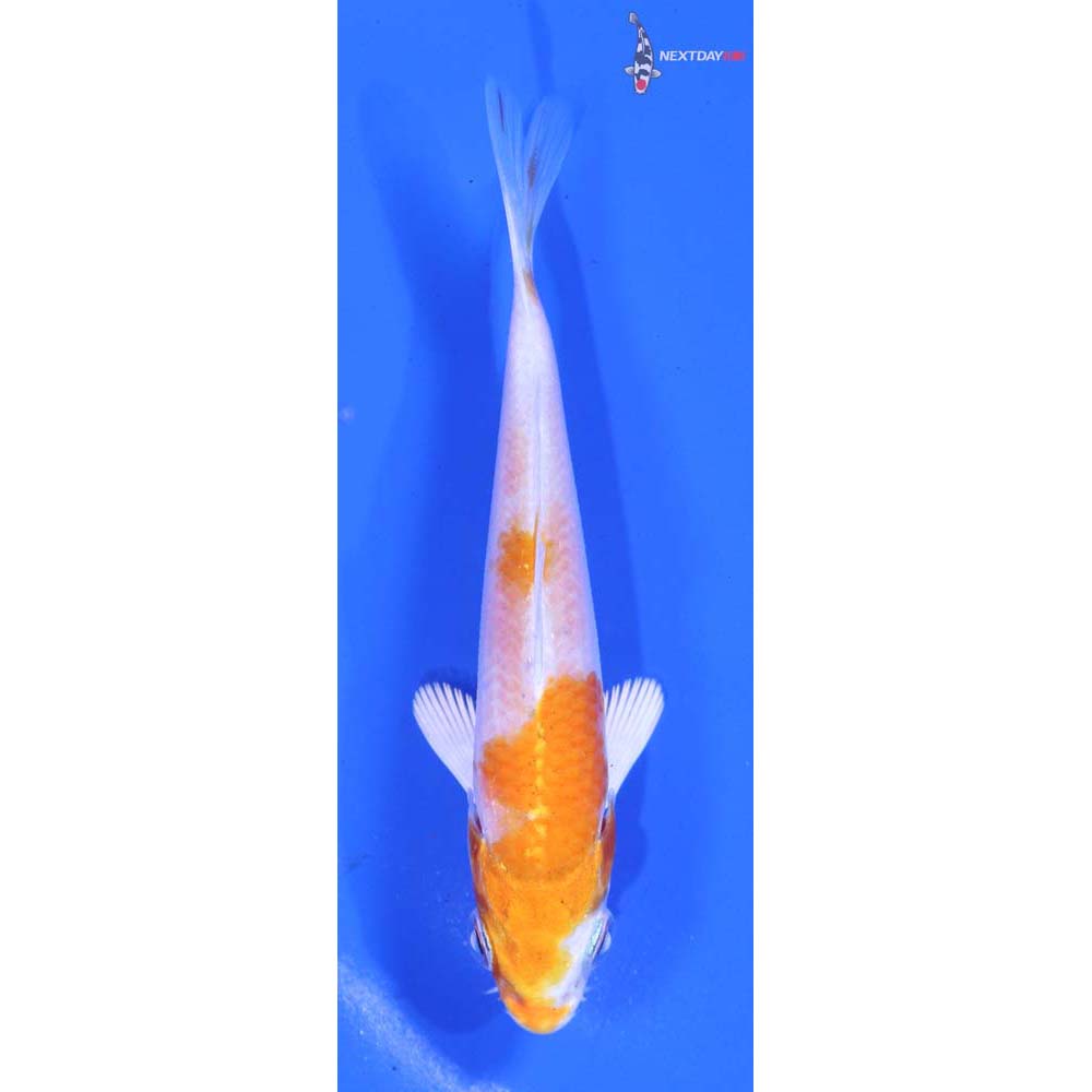3.5” Imported Hariwake