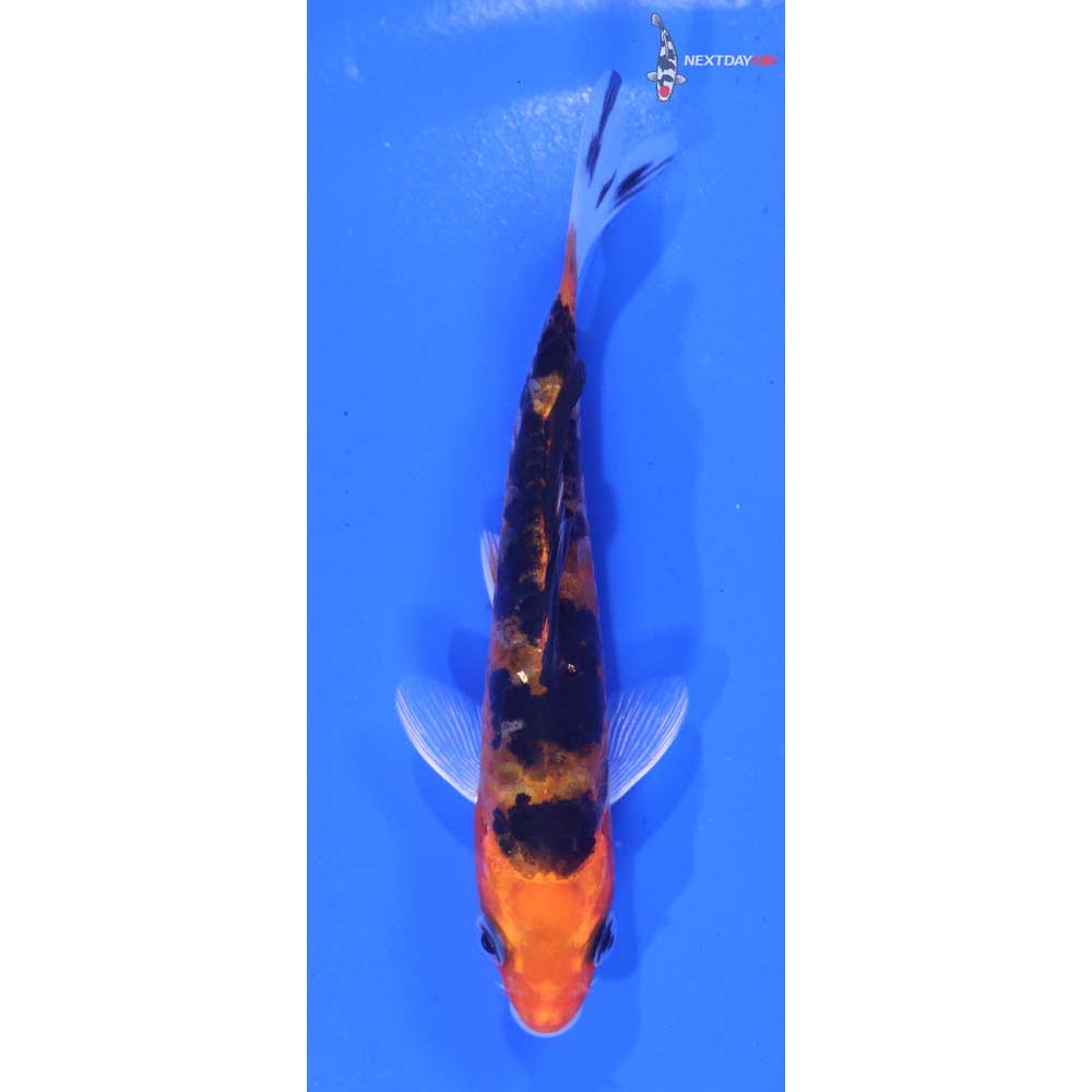 4” Imported Kin Aka Bekko