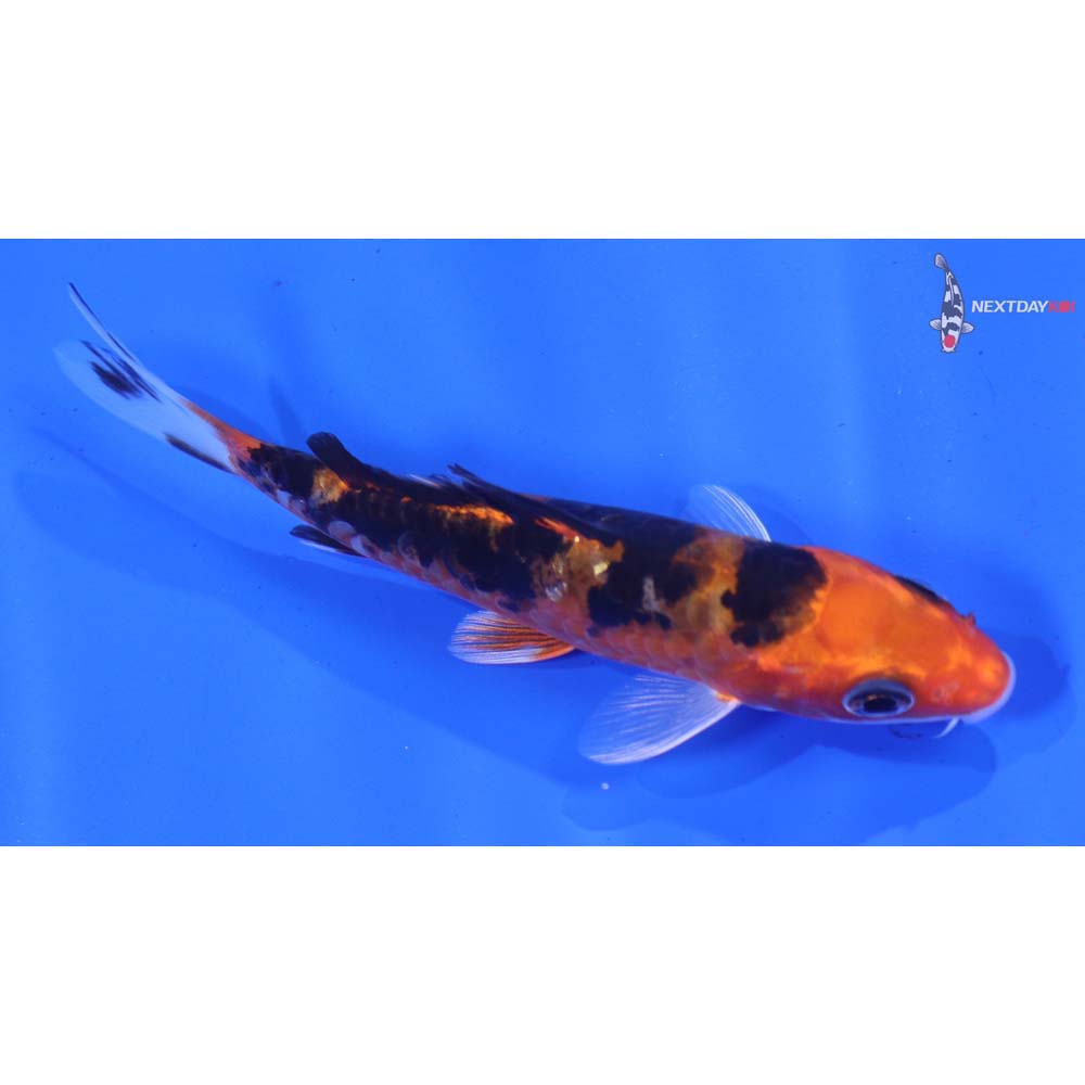 4” Imported Kin Aka Bekko