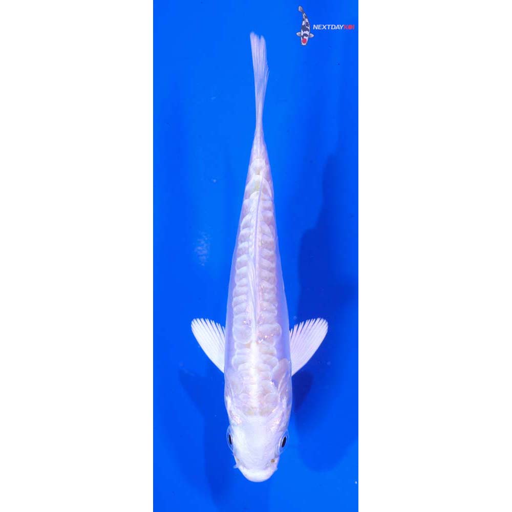 4” Imported Doitsu Platinum Ogon