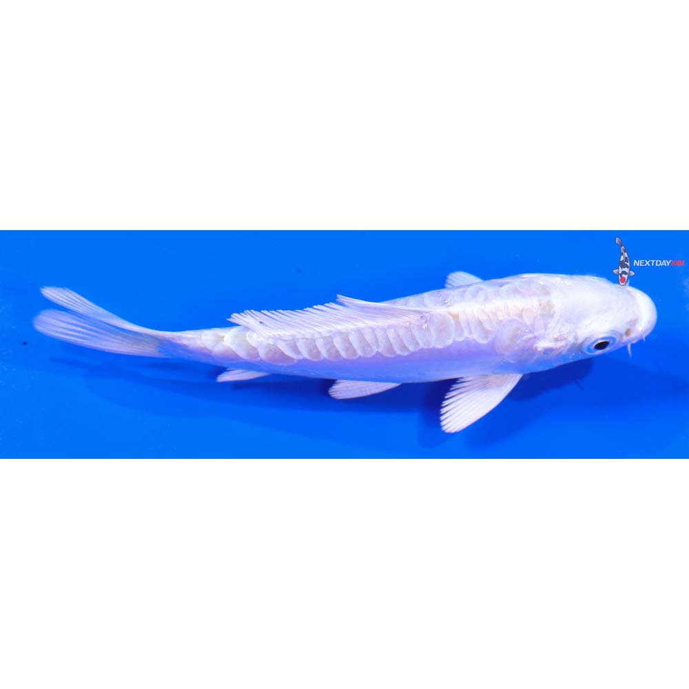 4” Imported Doitsu Platinum Ogon