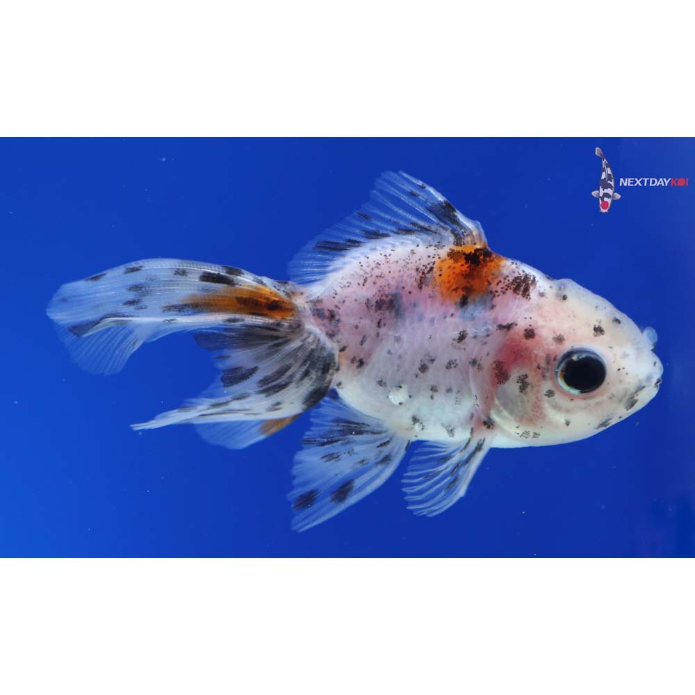 3” Imported Calico Oranda