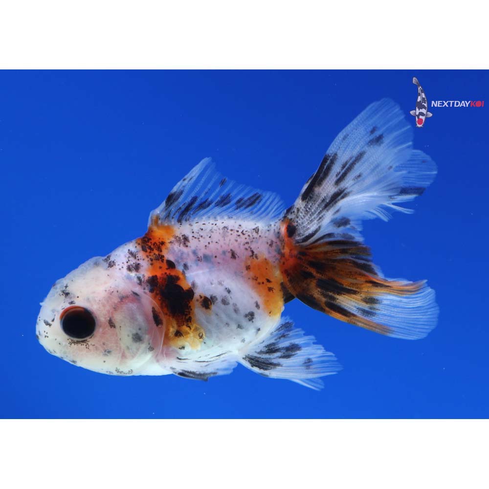 3” Imported Calico Oranda