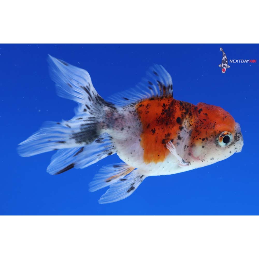 3.5” Imported Calico Oranda