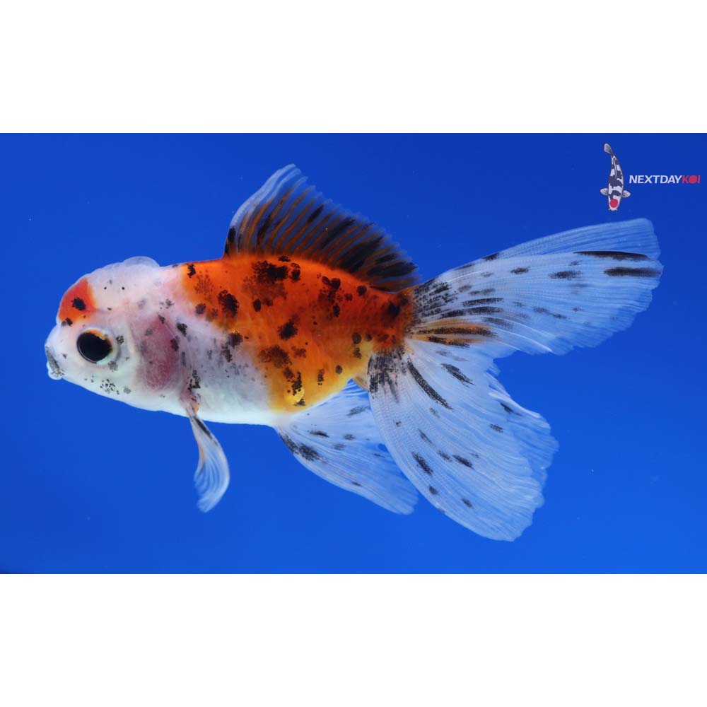 3” Imported Calico Oranda