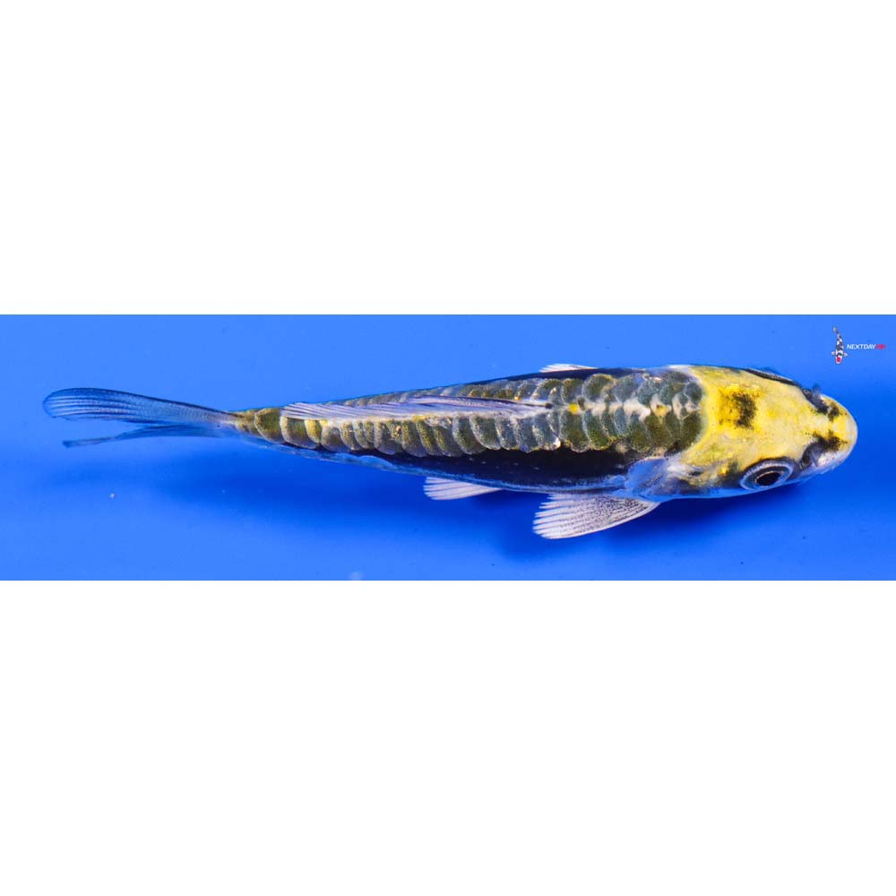 3.5” Imported Kin Kikokuryu