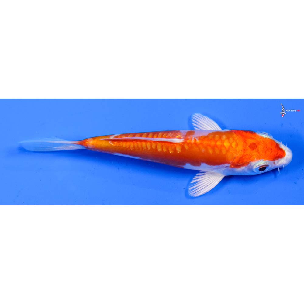 3.5” Imported Kikusui