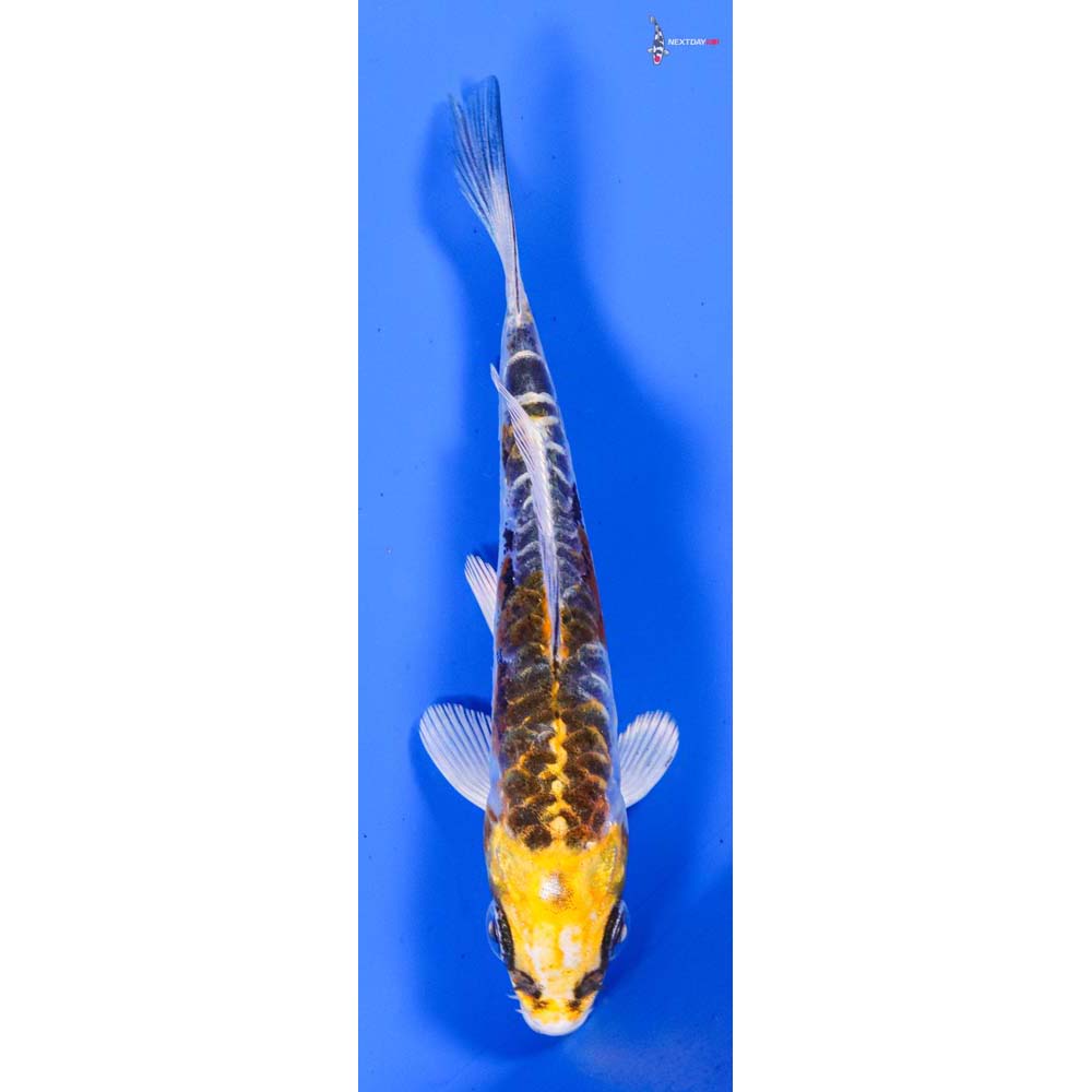 3.5” Imported Doitsu Kujaku