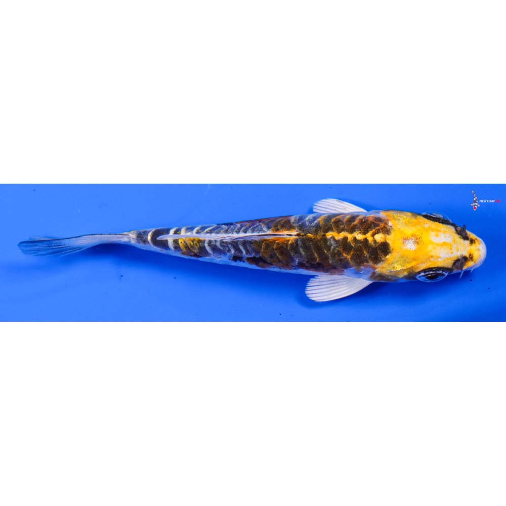 3.5” Imported Doitsu Kujaku
