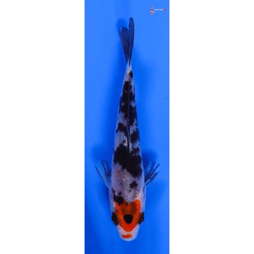 3.5” Imported Sanke