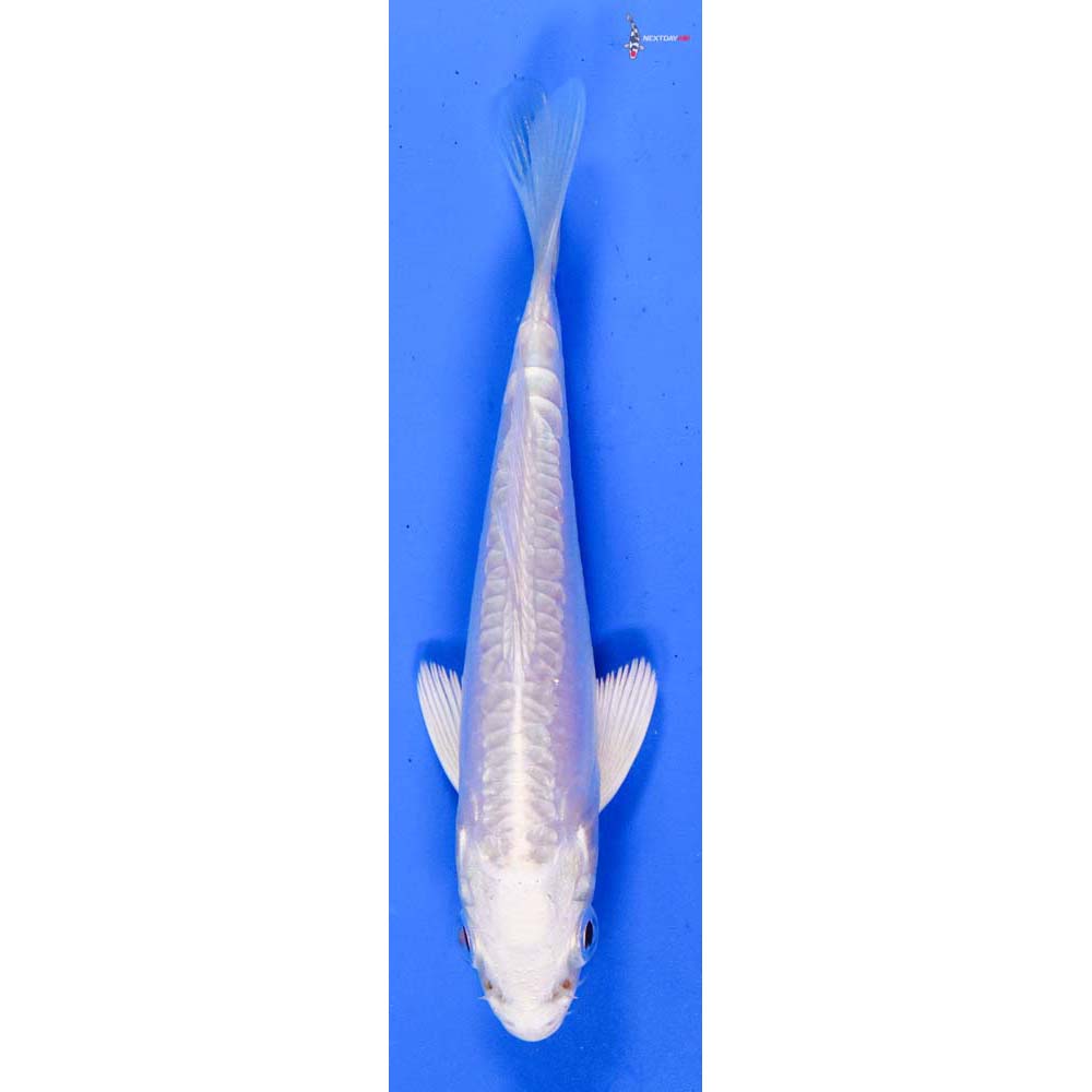 3.5” Imported Doitsu Platinum Ogon