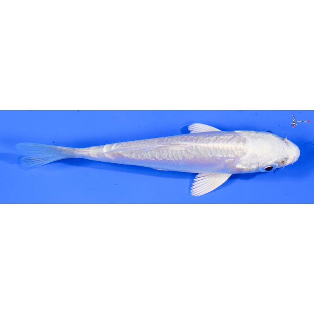3.5” Imported Doitsu Platinum Ogon