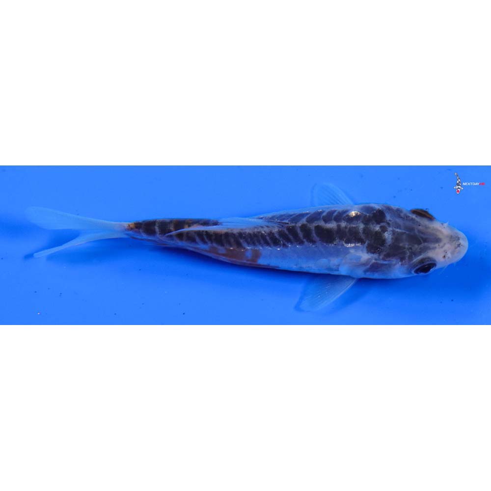 3.5” Imported Shusui