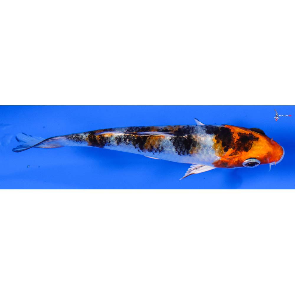3” Imported Yamato Nishiki