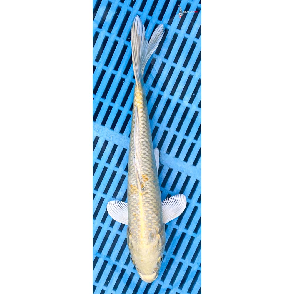 10-12” Imported Yamabuki Ogon