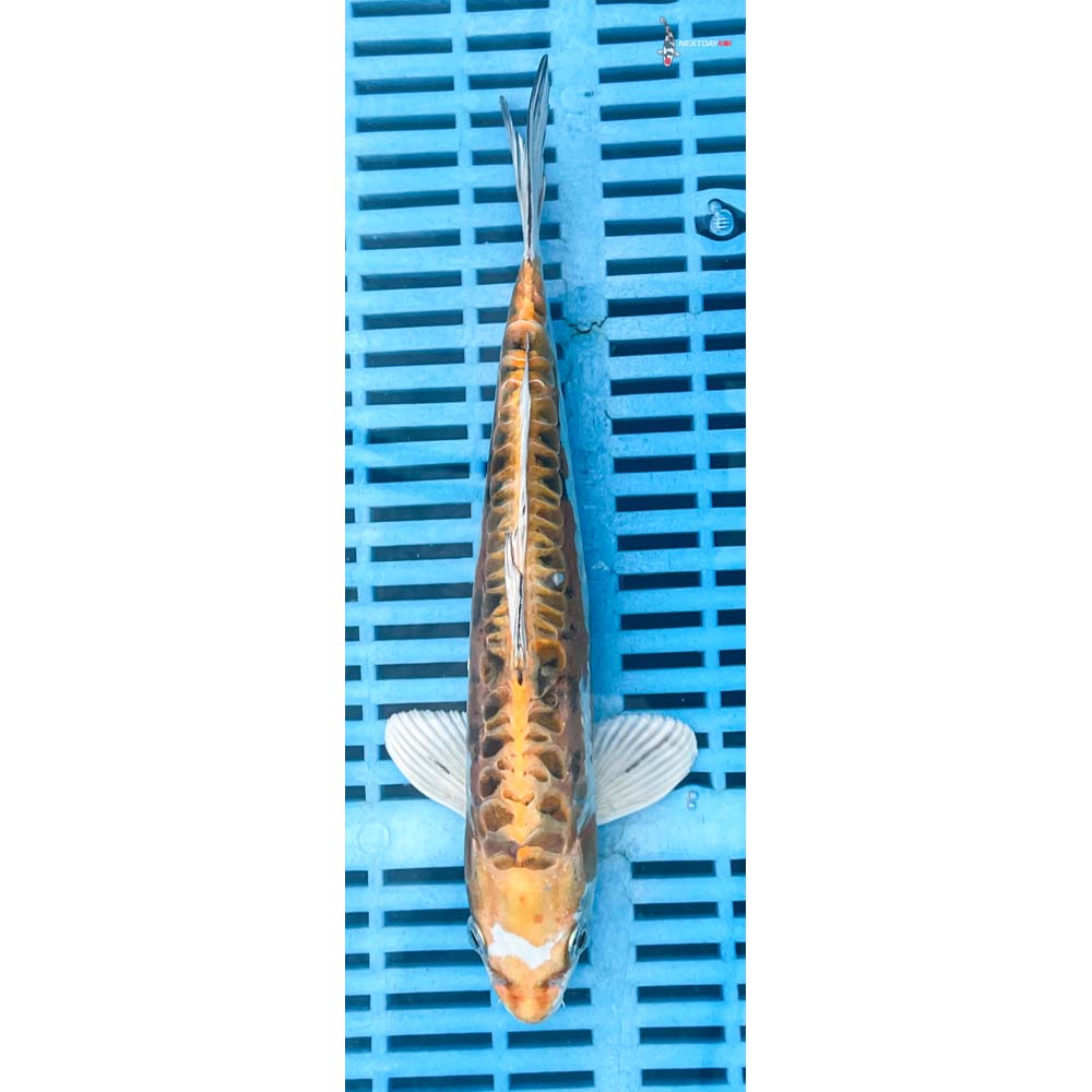 10-12” Imported Doitsu Kujaku