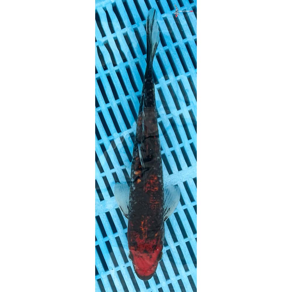 10-12” Imported Goshiki
