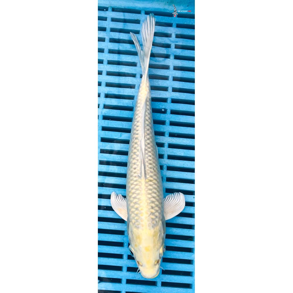 10-12” Imported Yamabuki Ogon