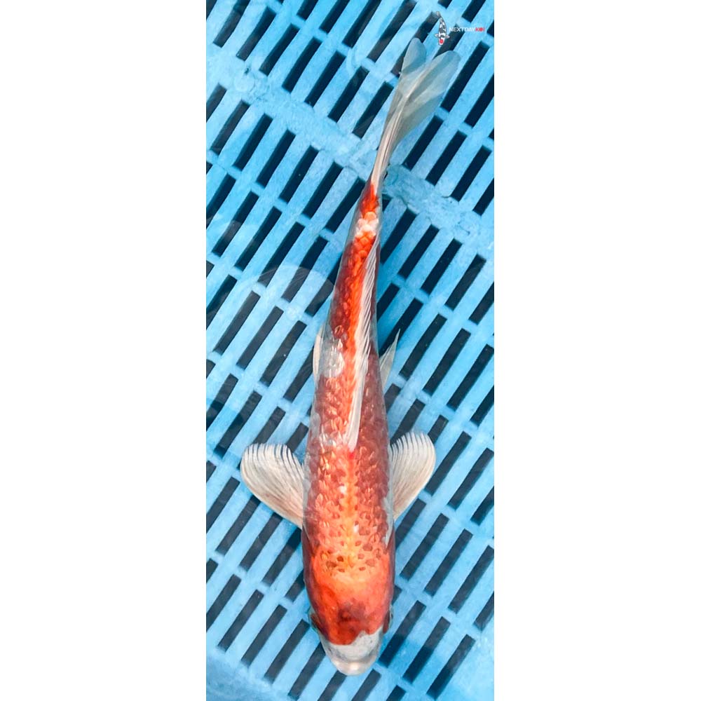 10-12” Imported Gin Rin Hariwake