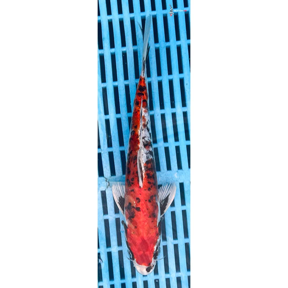 10-12” Imported Doitsu Gin Goshiki