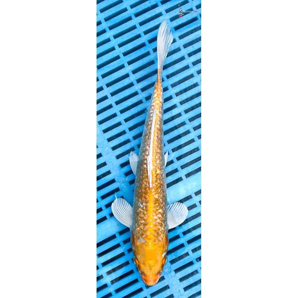 10-12” Imported Gin Rin Lemon Hariwake