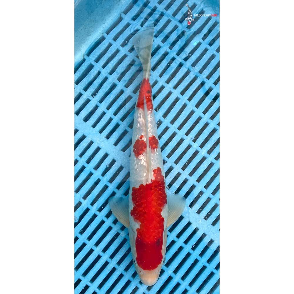 12-14” Imported Gin Rin Kohaku