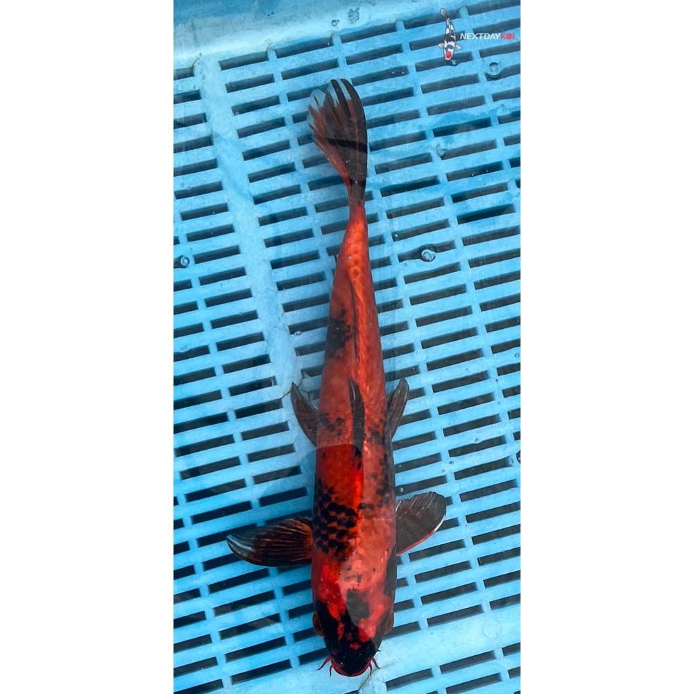 12-14” Imported Kin Hi Utsuri