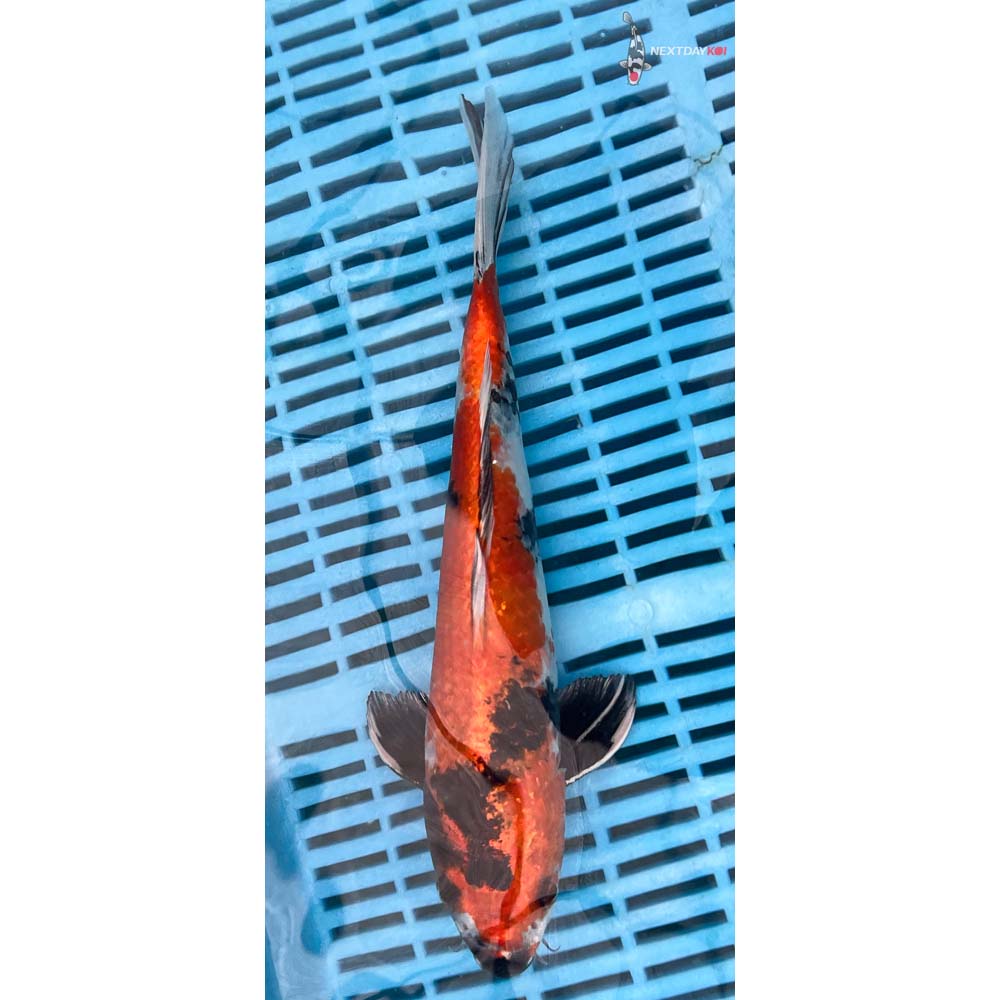 12-14” Imported Kin Showa