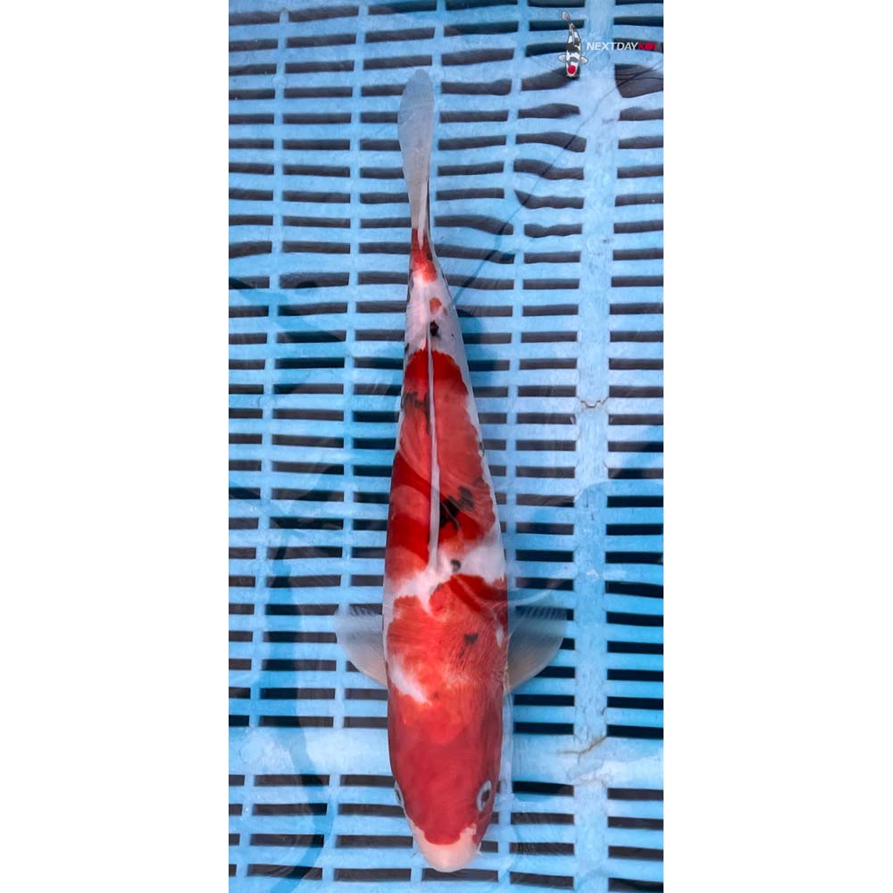 12-14” Imported Sanke