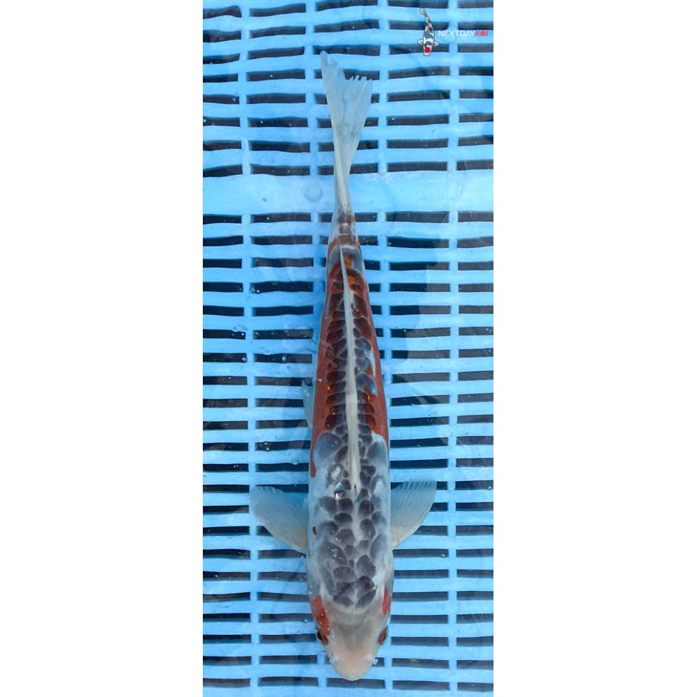 12-14” Imported Shusui