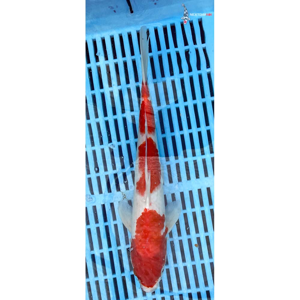 12-14” Imported Kohaku
