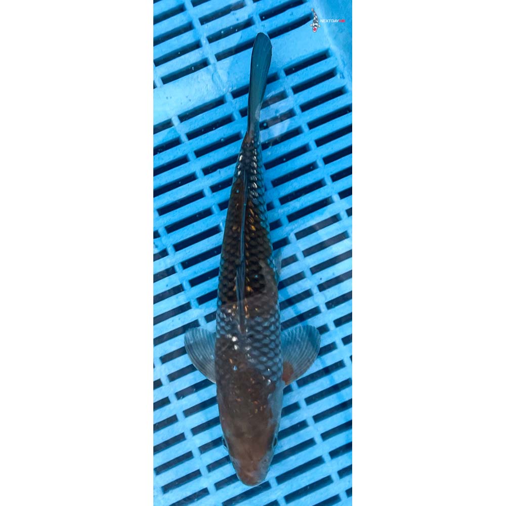 10-12” Imported Gin Rin Ochiba Shigure