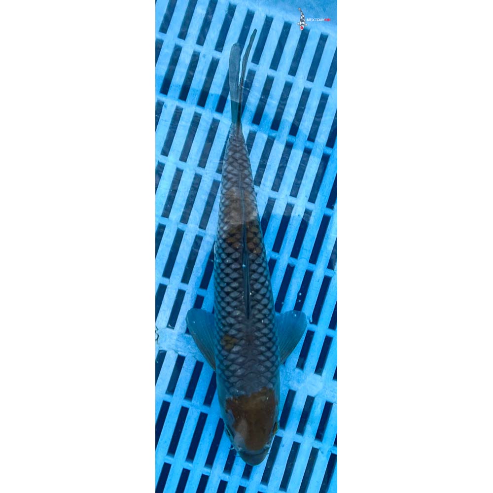 10-12” Imported Ochiba Shigure