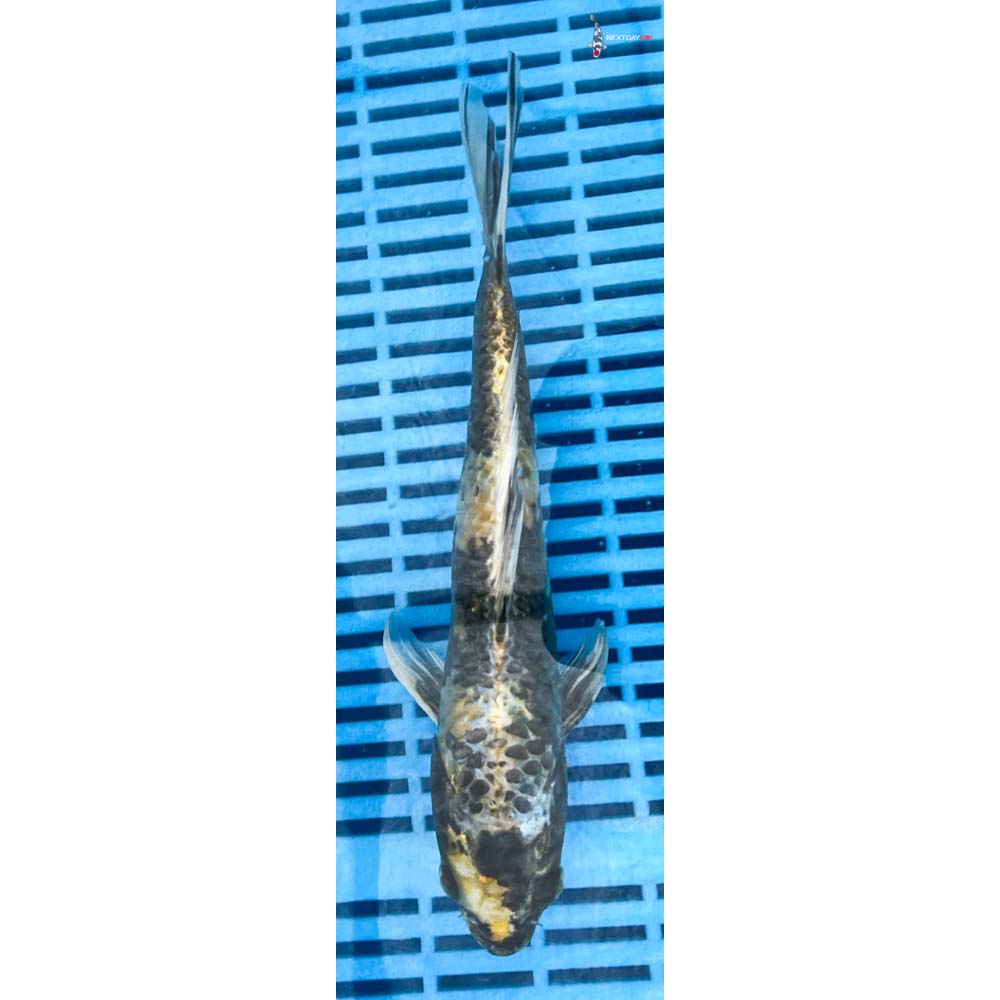 10-12” Imported Kin Ki Showa