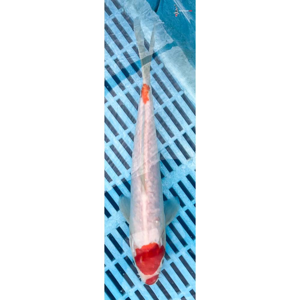 10-12” Imported Doitsu Kohaku