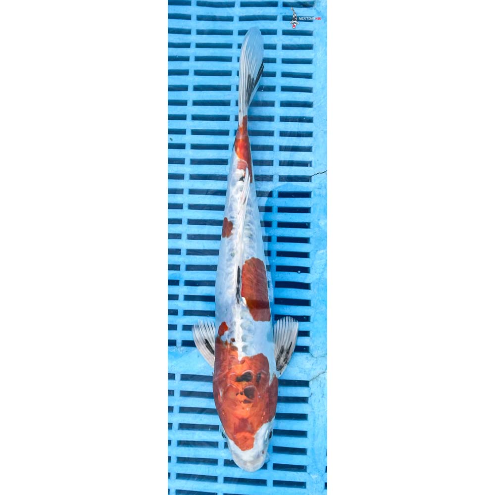 10-12” Imported Heisei Nishiki