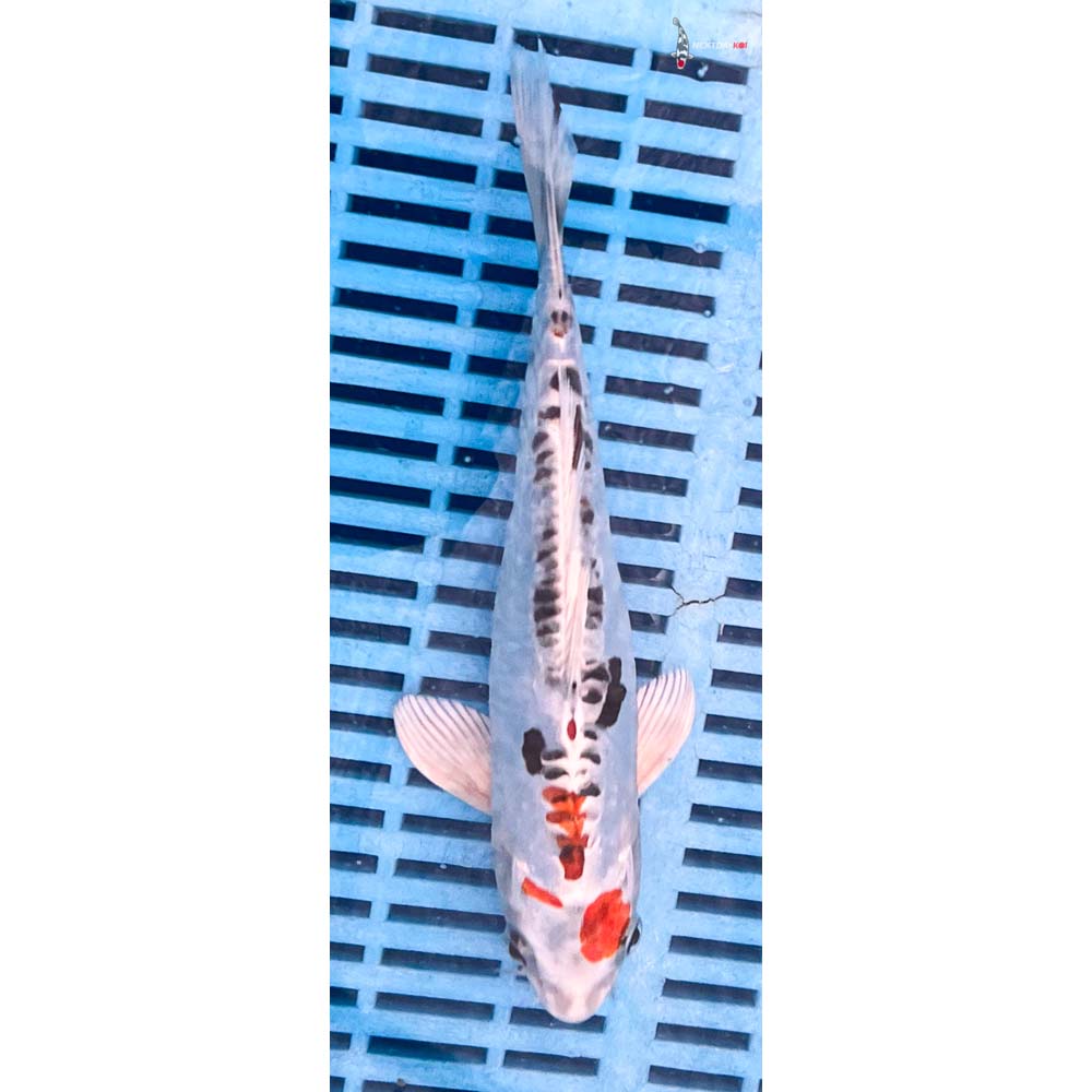 10-12” Imported Heisei Nishiki