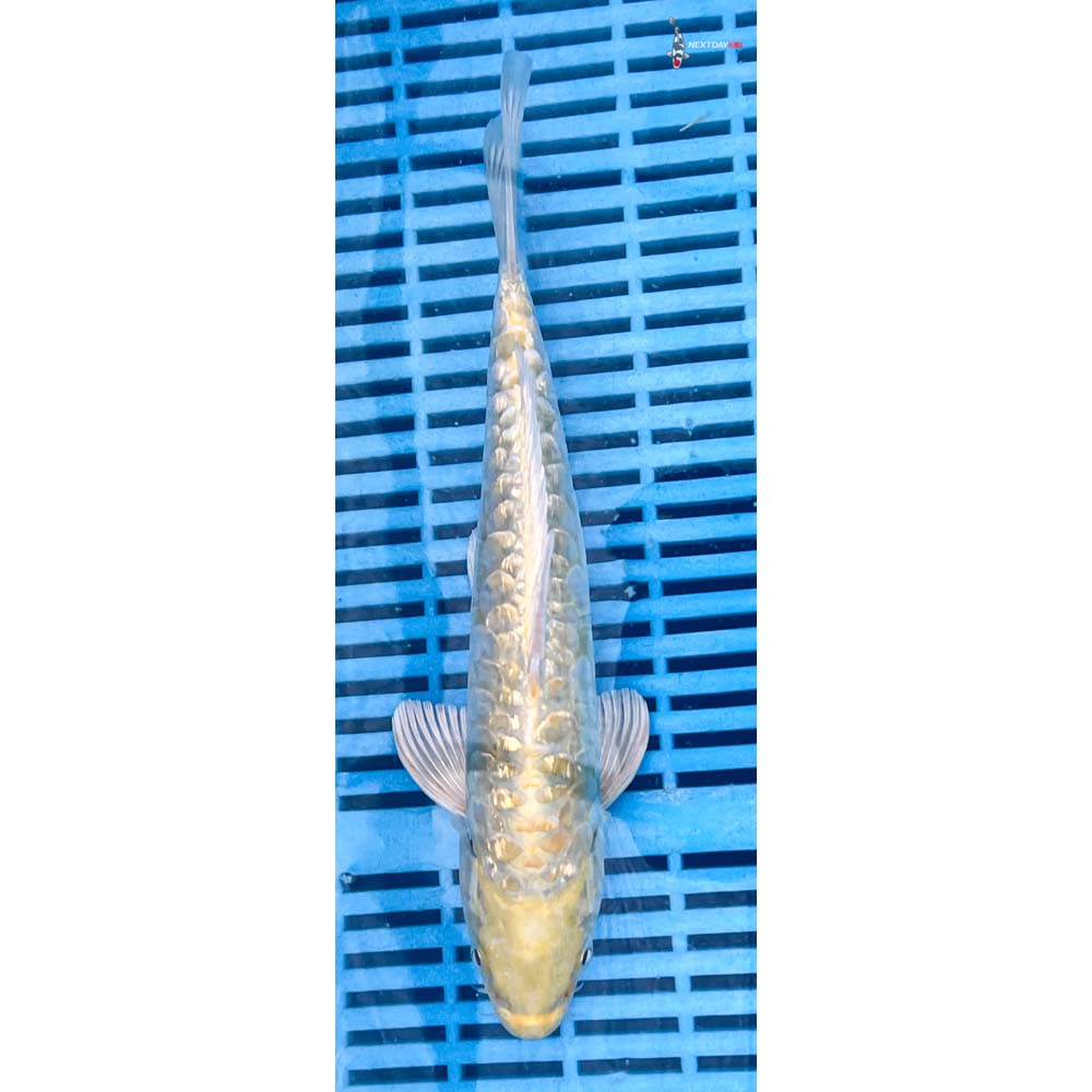 10-12” Imported Doitsu Gin Rin Lemon Hariwake