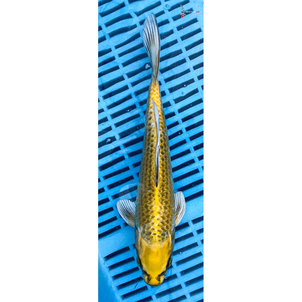 10-12” Imported Kujaku