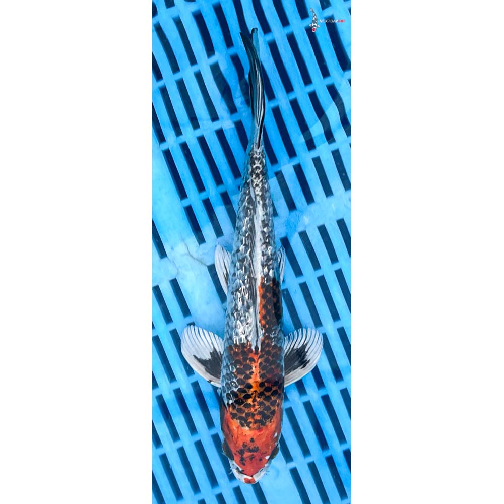 10-12” Imported Gin Rin Kujaku