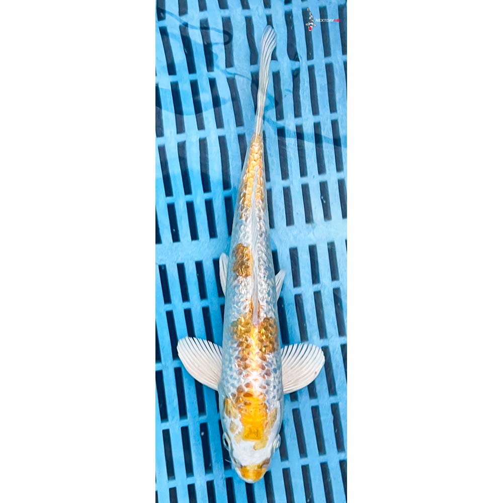 10-12” Imported Gin Rin Lemon Hariwake